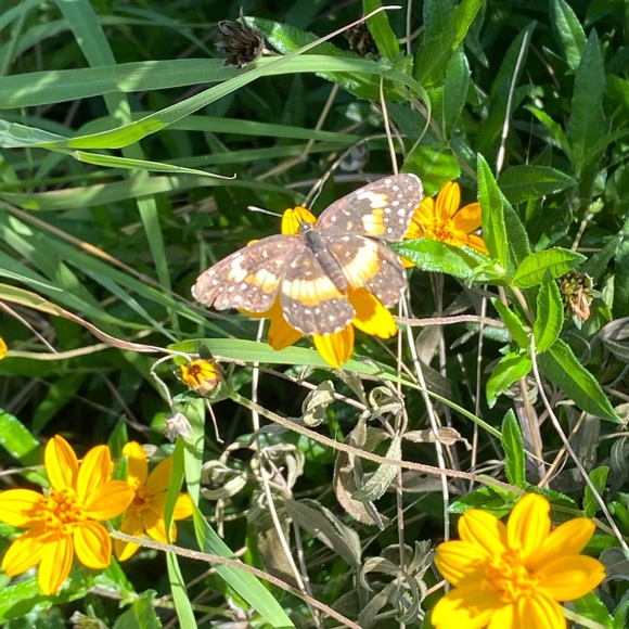 Meet your Posher, Amanda - Picture 1 of 1